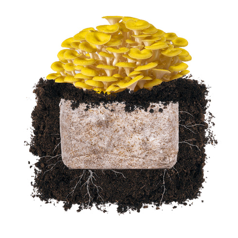 Golden Oyster 'Plant & Grow' Garden Block